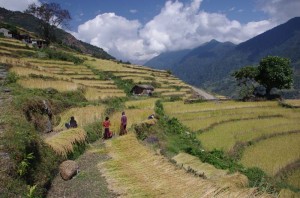 Working the fields Annapurna circuit-Lhassa to Kathmandu