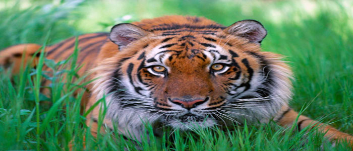 Ganges cruise tiger image