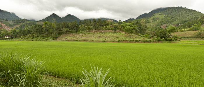 Hoa Binh Rice Field Vietnam