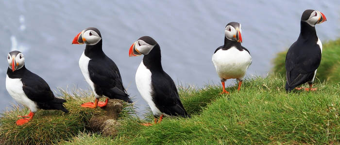 Best of Iceland Tour puffins